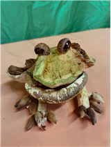 Natural Material Animal Puppets (Intergenerational / July 26-31)