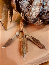 Natural Material Animal Puppets (Intergenerational / July 26-31)