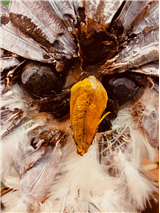 Natural Material Animal Puppets (Intergenerational / July 26-31)