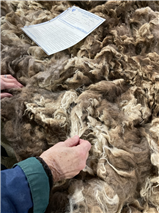 Shetland Wools–Tremendous Variety, Infinite Possibilities