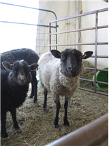 Shetland Wools–Tremendous Variety, Infinite Possibilities