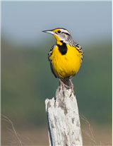 Birding, Journaling & Block Printing
