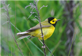 Birding, Journaling & Block Printing