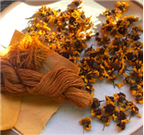Garden to Cloth–Exploring Plant-based Dyes
