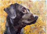 Expressive Animal Portraits
