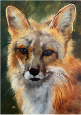 Expressive Animal Portraits