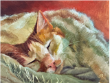 Expressive Animal Portraits