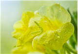 Focus on Wildflowers–Closeup & Macro Photography