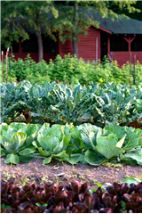 Organic Gardening in Appalachia